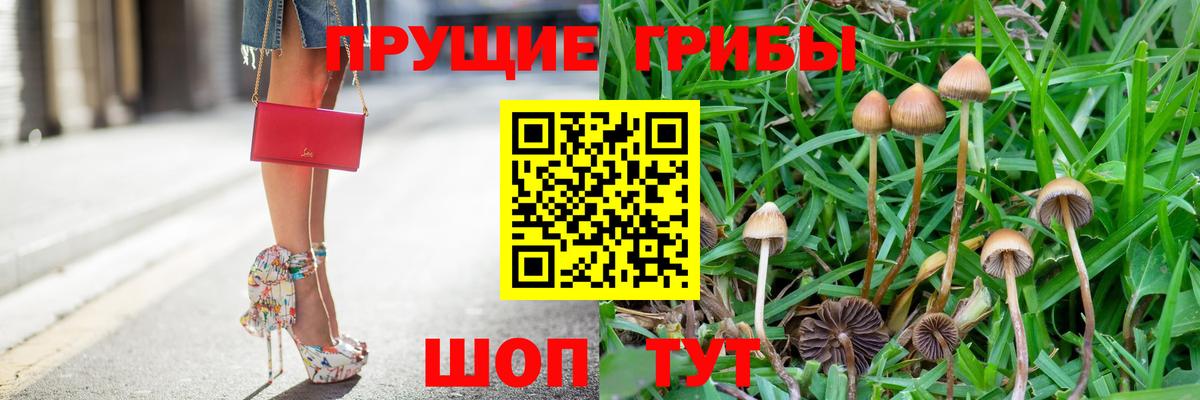 Галлюциногенные грибы Psilocybine cubensis Майский